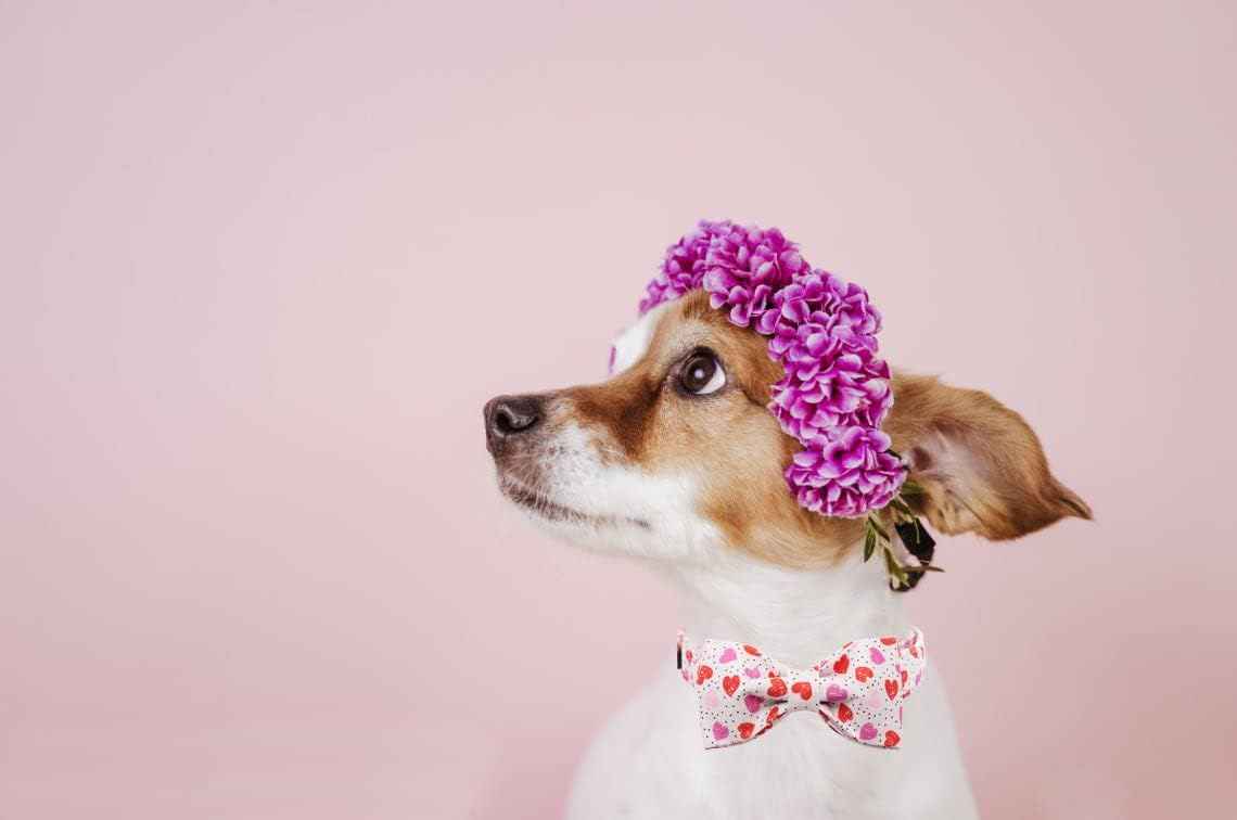 Lionet Paws Valentines Day Dog Collar with Bowtie, Dog Bowtie Collar with Metal Buckle for Dogs, Adjustable Comfortable Dog Collar Girl Boy, S, Neck 10-16 in