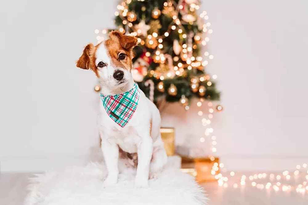 Lionet Paws Christmas Dog Bandana,Fabric Dogs Kerchief for Medium Large Dogs,Dog Cotton Triangle Bibs Scarf for Girl Boy