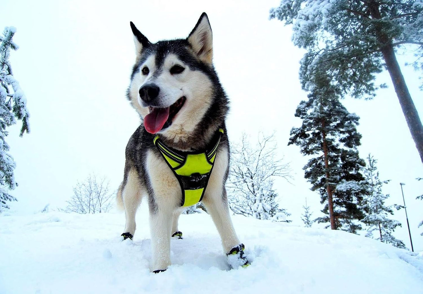 TRUE LOVE Truelove Adjustable No-Pull Dog Harness Reflective Pup Vest Harnesses Comfortable Control Brilliant Colors TLH5651(Neon Yellow,M)