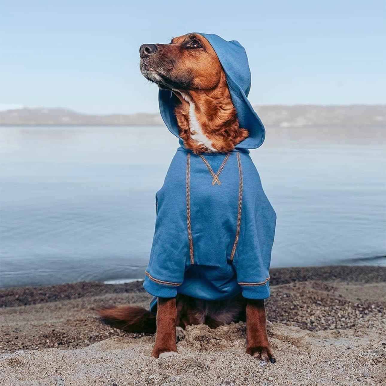 Blueberry Pet Essentials Soft & Comfy Better Basic Cotton Blend Dog Hoodie Sweatshirt in Alaskan Blue, Back Length 16", Pack of 1 Jacket for Dogs