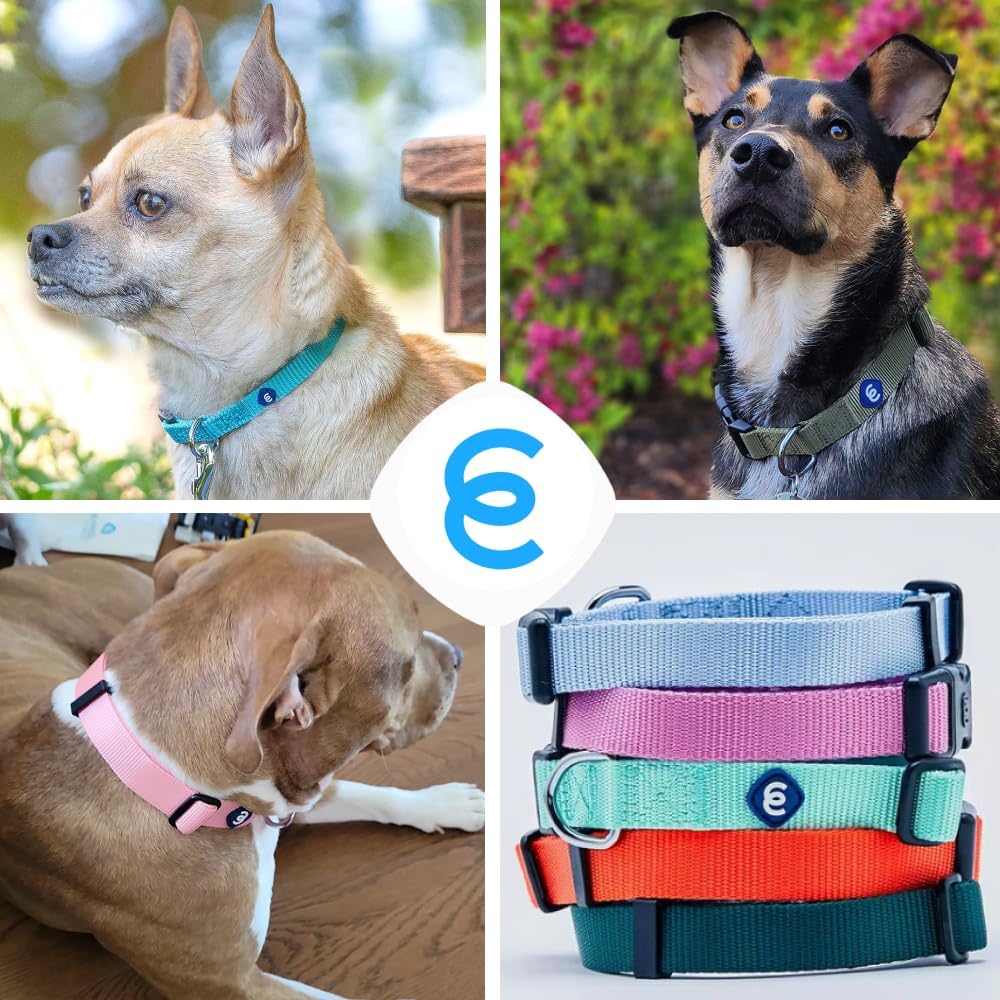 Blueberry Pet Essentials Medium Dog Collar in Military Green | Adjustable & Eco-Friendly Durable Nylon Strap | Classic Collar for Medium Dogs, Boy & Girl Pets