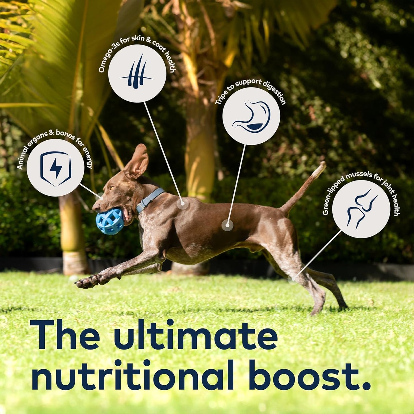 ZIWI Peak Air-Dried Dog Food – Lamb - All Natural, High Protein, Grain Free, Limited Ingredient w/ Superfoods (88oz)