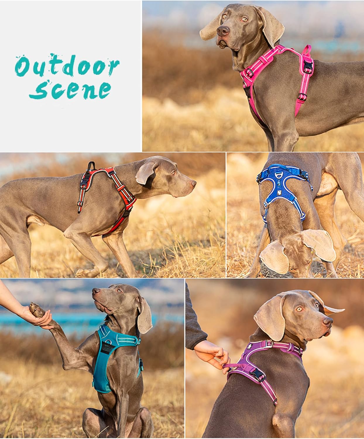 TRUE LOVE Dog Harness No Pull Nylon Reflective Pet Harness Adjustable Comfortable Control Step-in Brilliant Colors Truelove TLH56512 Orange
