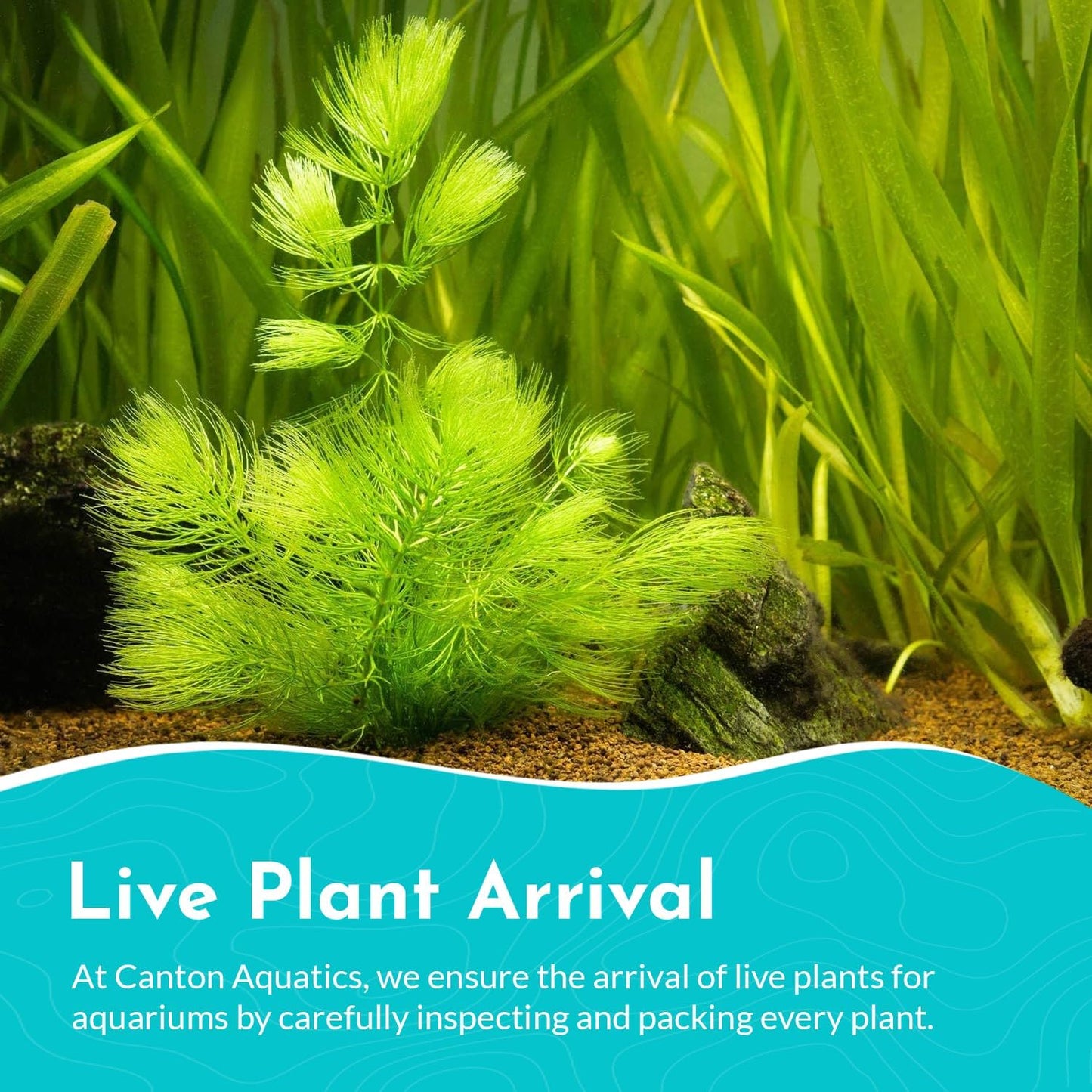 Hornwort 10-Pack Live Aquarium Plants Bundle for Freshwater Aquarium and Ponds by Canton Aquatics