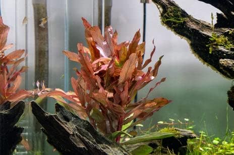 SubstrateSource Hydrocotyle leucocephala Brazilian Pennywort Live Aquatic Aquarium Plant
