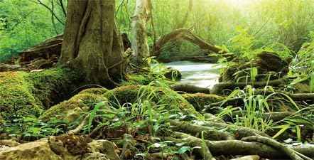 36X18IN Natural Green Forest Tree Background Reptile Habitat Terrarium Background, Tropical Forest Decor Aquarium Background, with 10 EVA Double-Sided