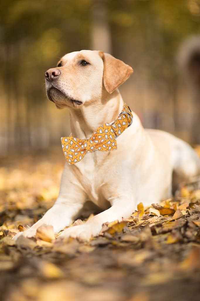 Lionet Paws Halloween Dog Collar with Bowtie - Cute Cotton Adjustable Fall Bowtie Dog Collar with Metal Buckle for Small Medium Large Dog Girl Boy Gift, XS, Neck 8-12in