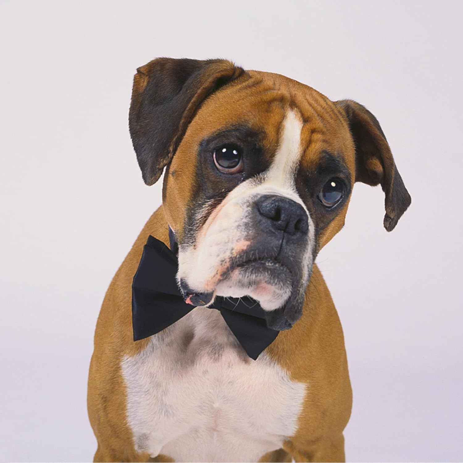 Dog Collar Bowties - 20 PCS Birthday Gift Adjustable Pet Bow Ties for Boys Girls Puppy Cats Photography Grooming Multicolor Bows(Large)