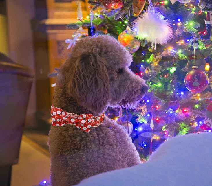 Unique Style Paws Christmas Day Dog Collar with Bow Christmas Tree Cotton Puppy Collars for Small Medium Large Dogs
