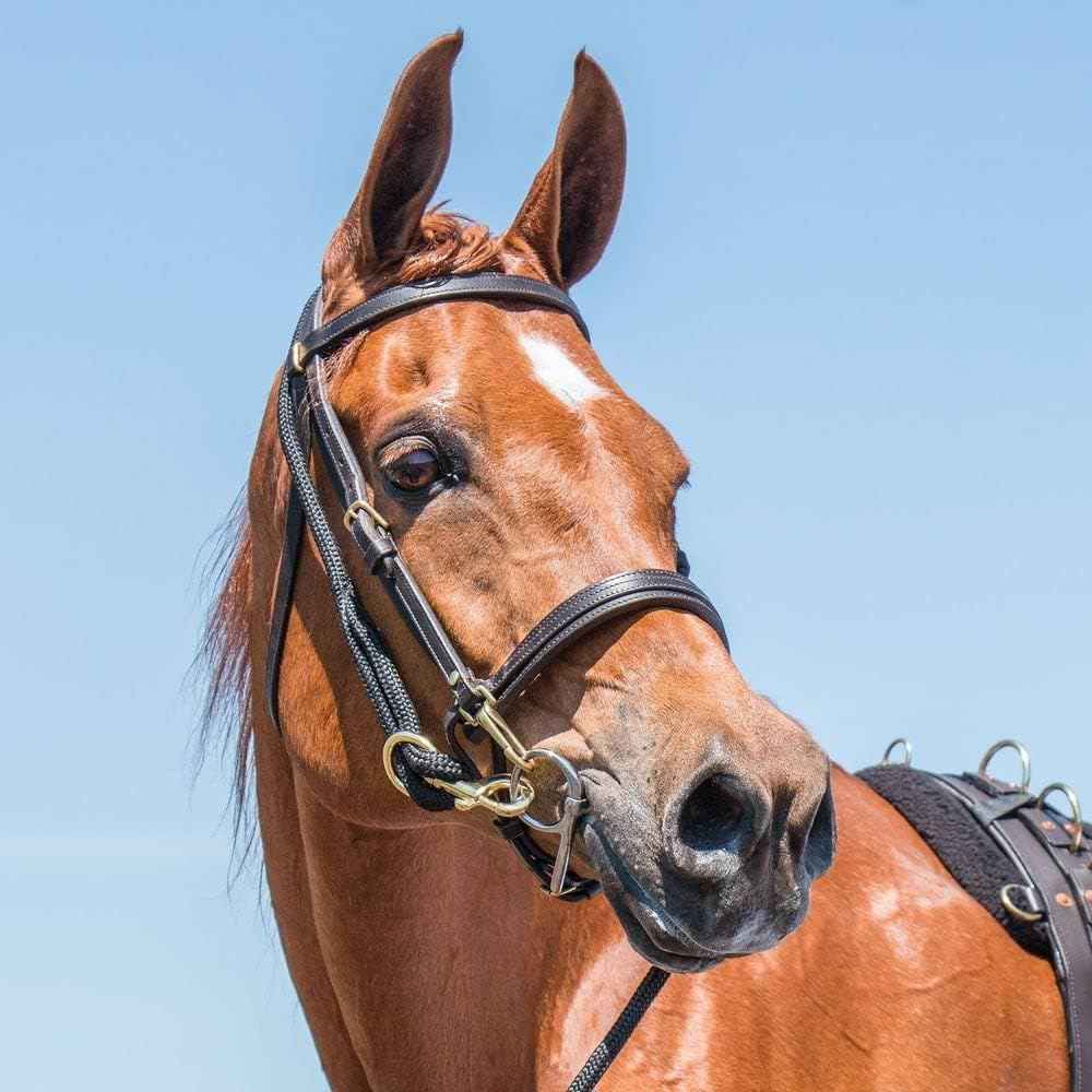 Dura-Tech Supersoft Lunge Line | Enhanced Horse Control | Comfortable Grip | Replaceable Brass Snap | 30ft Length | Ideal for Equestrian Training