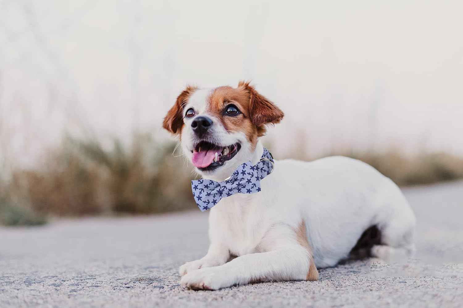Lionet Paws Dog Collar with Bowtie, Summer Bowtie Collar for Dog,Adjustable Comfortable Dog Collar Gift for Puppy Small Medium Large Dog