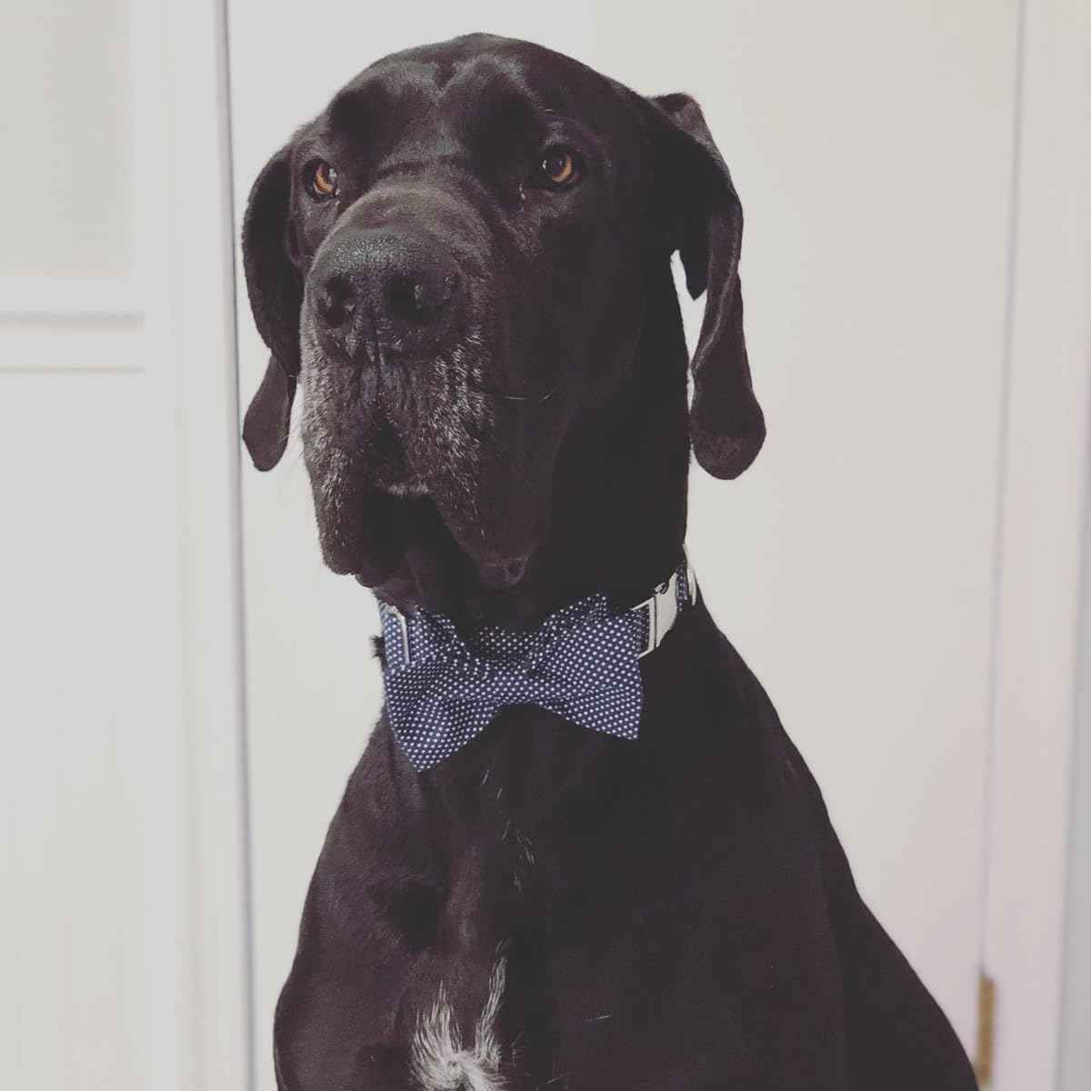Lionet Paws Boy Dog Collar with Bowtie, Comfortable Adjustable Cute Navy Blue Bow Tie Collar for Male Dogs Gift, Large, Neck 16-24 inches