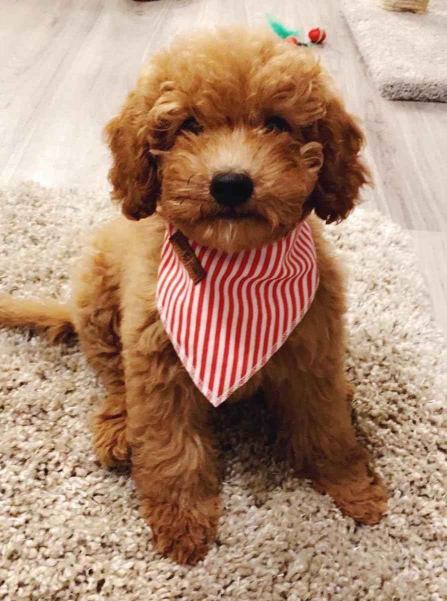 Lionet Paws Dog Bandana for Small Medium Large Dogs, Cat Dogs Kerchief Triangle Bibs Scarf for Girl or Boy