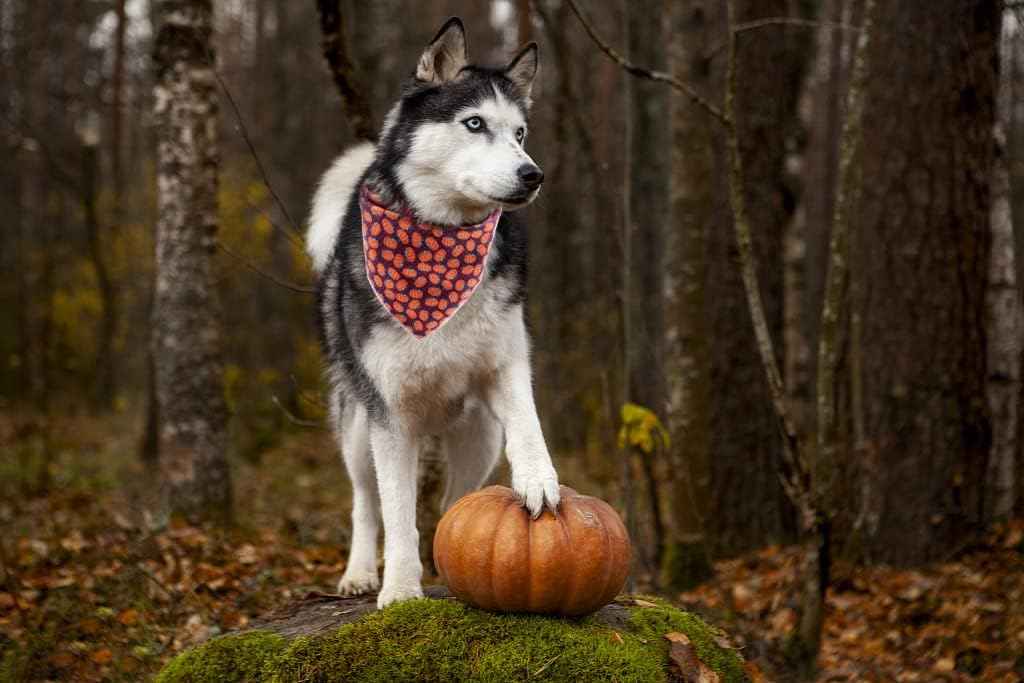 Lionet Paws Halloween Dog Bandana for Small Medium Large Dogs, Cat Dogs Kerchief Triangle Bibs Scarf Pumpkin for Girl or Boy