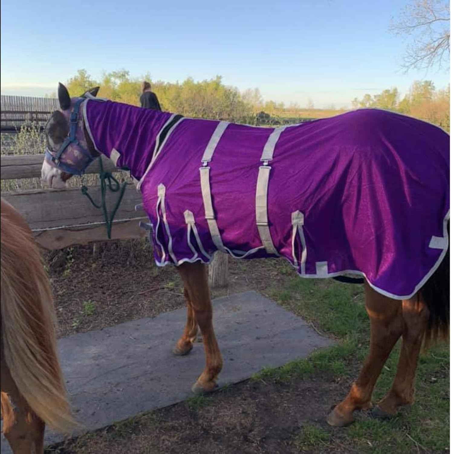 Heavy Duty Horse Fly Sheet with Neck and Detachable Belly Band | Summer Sheet (78, Purple)