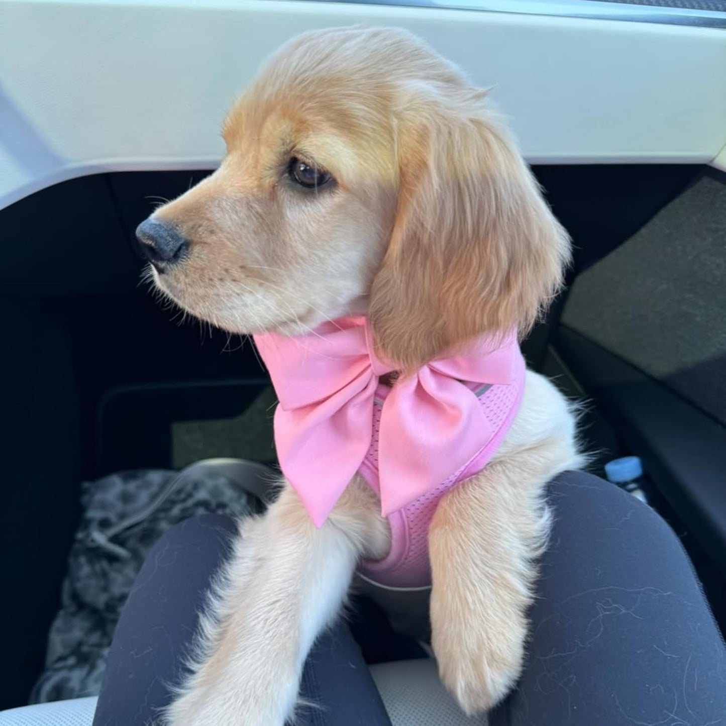 Maca Bates Cherry Pink Dog Collar with Cute Solid Sailor Bow Tie for Small Girl Boy Dogs,Girly Adjustbale Durable Breakaway Soft Collars with Bowtie for Female Male Puppy,Pet with Metal Buckle