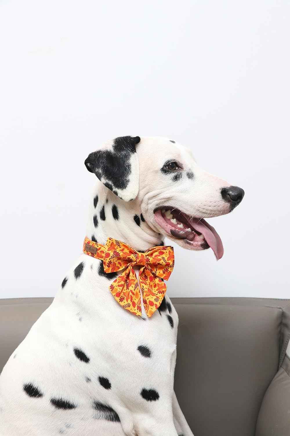 Lionet Paws Dog Collar with Bowtie - Cute Cotton Adjustable Fall Bowtie Dog Collar with Metal Buckle for Small Medium Large Dog Girl Boy Gift, XS, Neck 7-11in