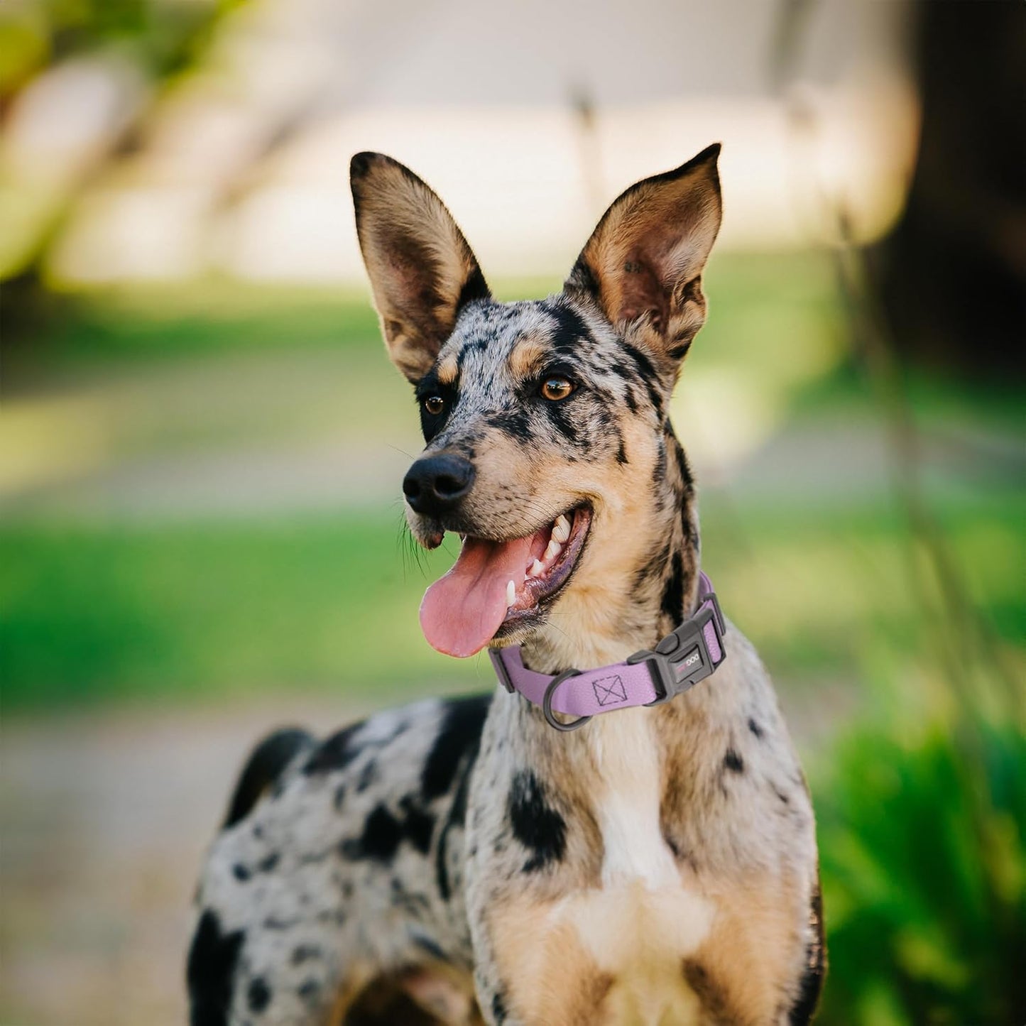 Waterproof BioThane Dog Collar with Pebble Emboss - Quick Release Buckle, Odor Resistant, Durable & Easy Clean Design for Everyday Wear and Outdoor Use, Made in USA (Amethyst Purple, W 1" L 15-25")