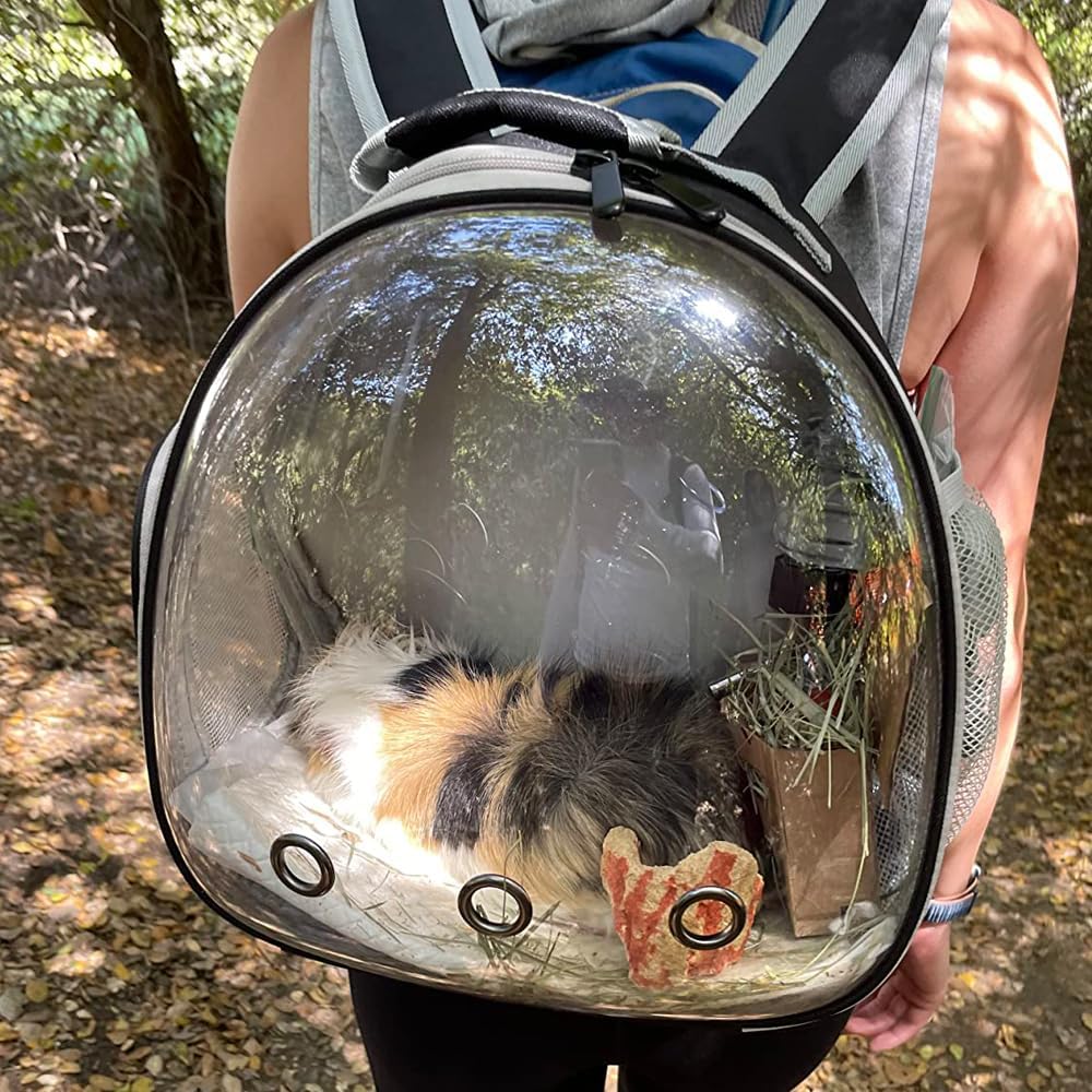 Small Animal Travel Carrier Backpack Design for Guinea Pig,Portable Bearded Dragon Bag for Sugar Glider,Hedgehog,Rat,Bunny,Rat (Black, Backpack)