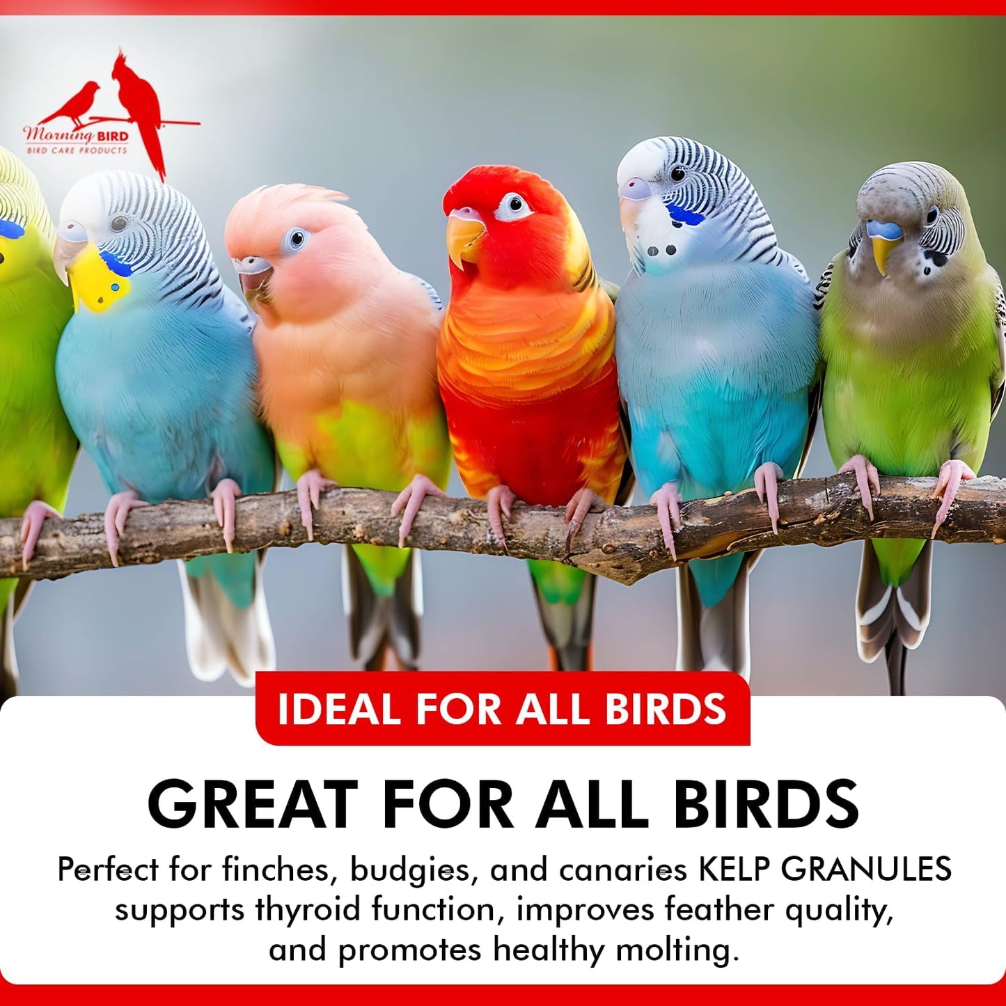 Morning Bird Kelp Granules 16 Oz – Iodine Supplement for Birds – Supports Feather Growth, Molting & Metabolism – Rich in Amino Acids, Trace Minerals & Natural Vitamins – Clean Nutrition for All Birds