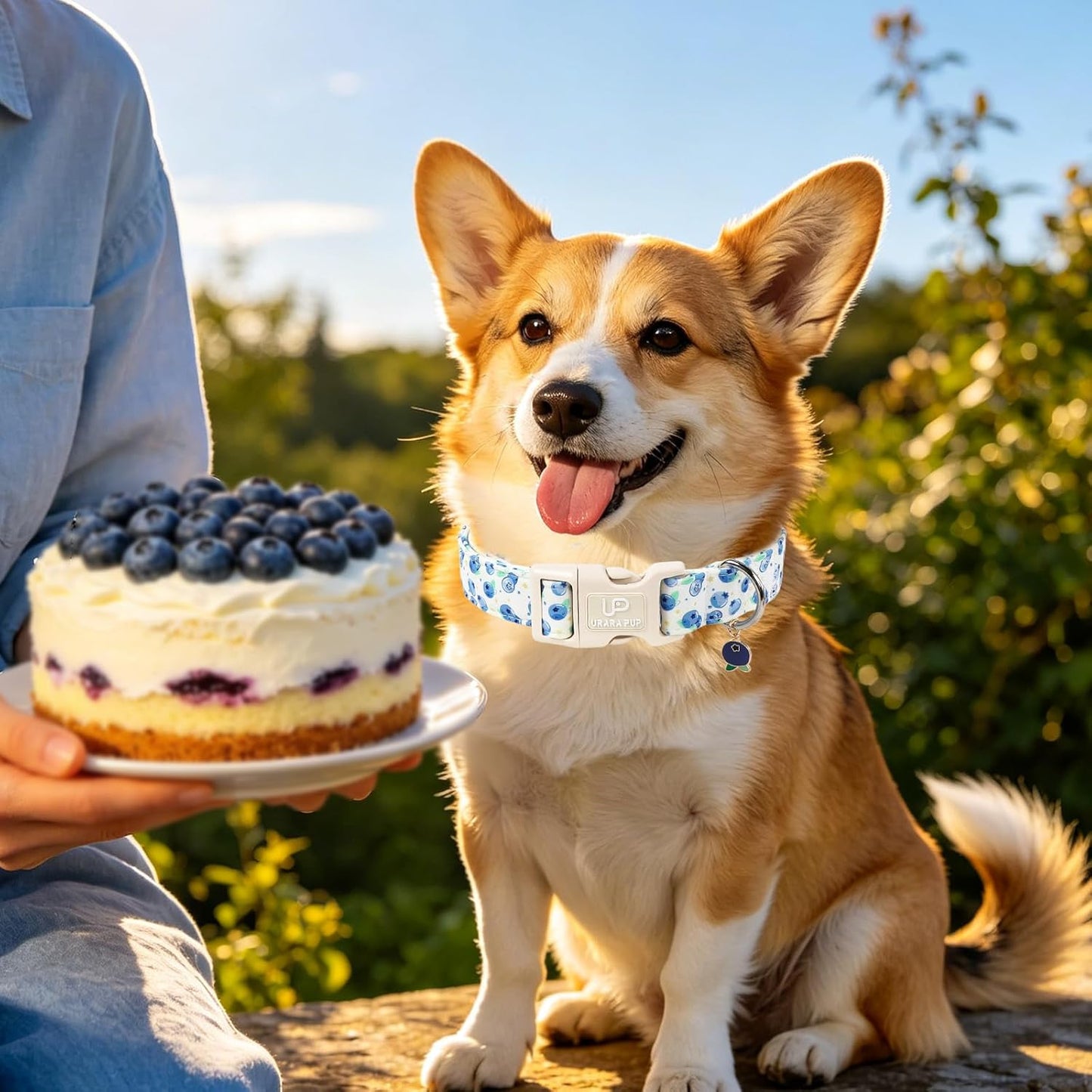 Blueberry Dog Collar, Summer Spring Cotton Dog Collar, Cute Fruit Pattern Adjustable Light Blue Pet Collar, Lightweight Durable Quick Release Buckle with Charm for Male Female Dogs
