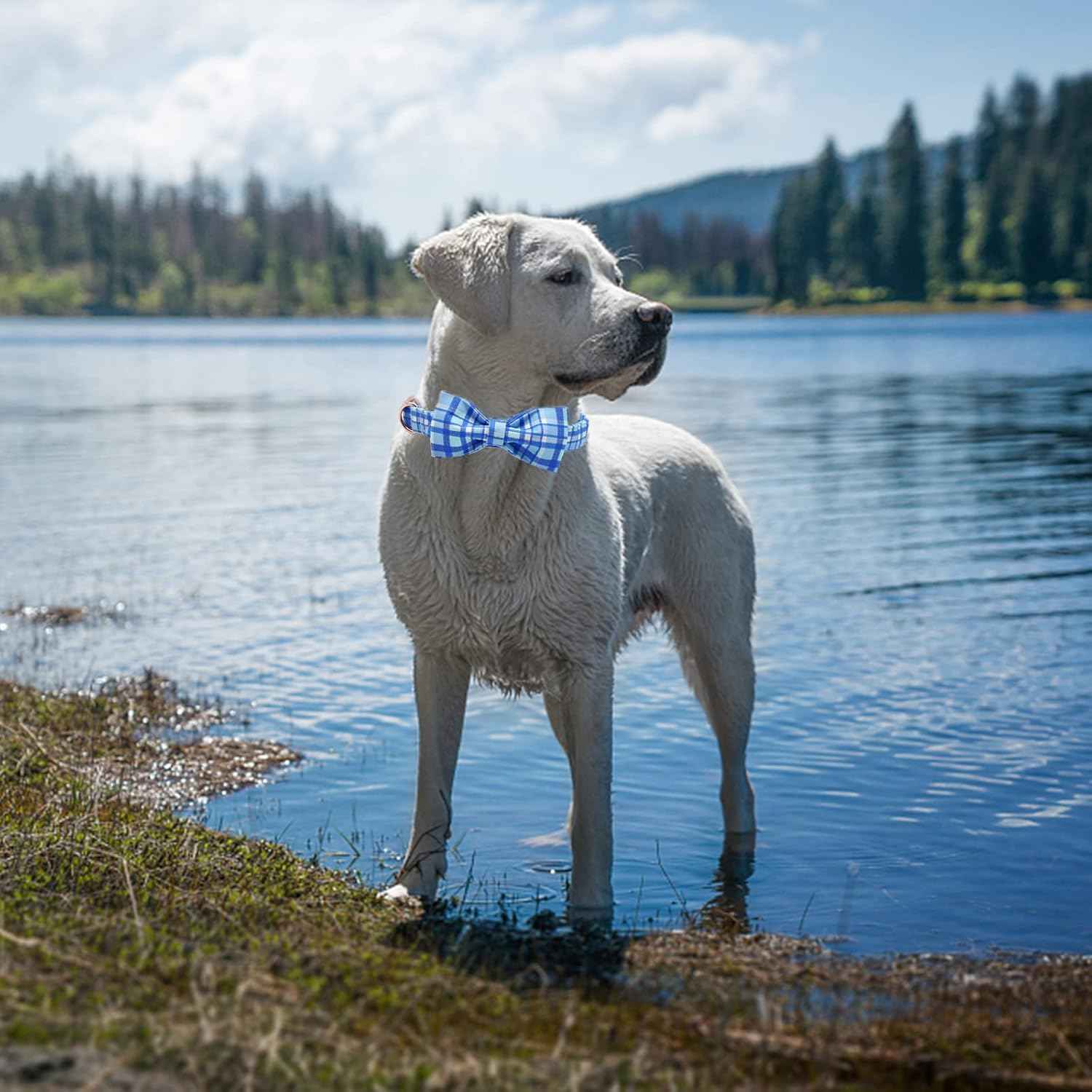 Elegant little tail Dog Collar with Bow - Blue Plaid Boy Dog Collar Cute Bowtie Pet Collar Adjustable Dog Collar for Small Puppy and Dog