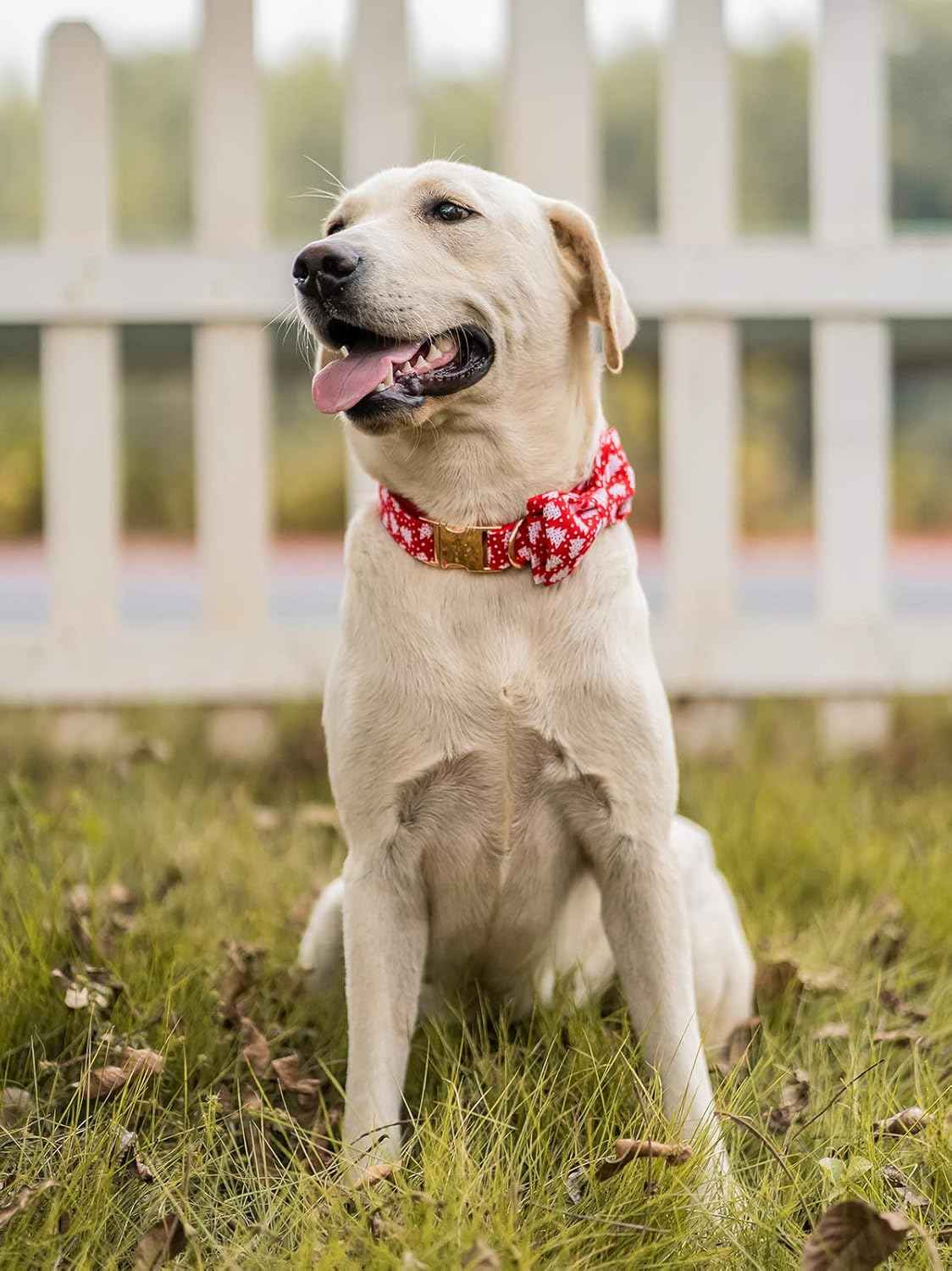 Elegant little tail Dog Collar with Bow, Cotton & Webbing, Bowtie Dog Collar, Adjustable Dog Collars for Small Medium Large Dogs and Cats