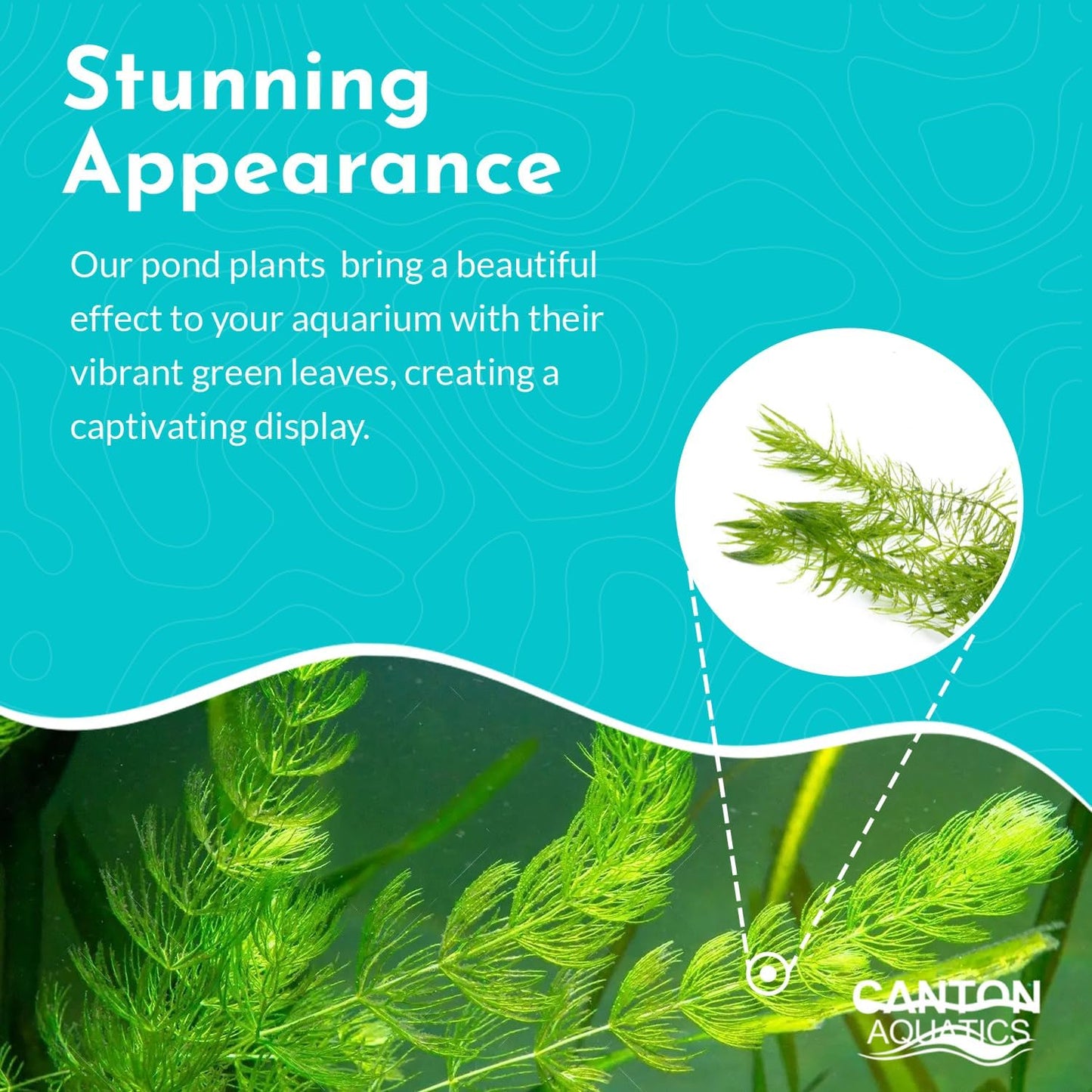 Hornwort 10-Pack Live Aquarium Plants Bundle for Freshwater Aquarium and Ponds by Canton Aquatics