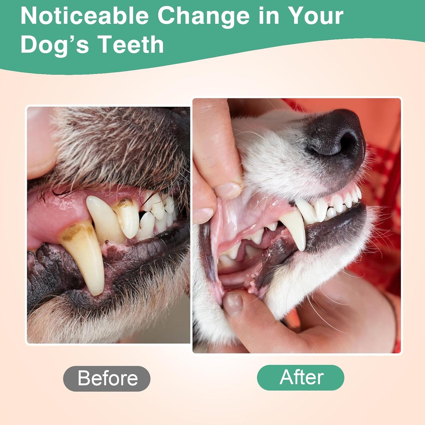 Dog Teeth Cleaning Powder 100g Fights Plaque & Tartar Freshens Breath All-Natural Ingredients for Dogs of All Breeds and Ages Easy to Use Dog Dental Powder