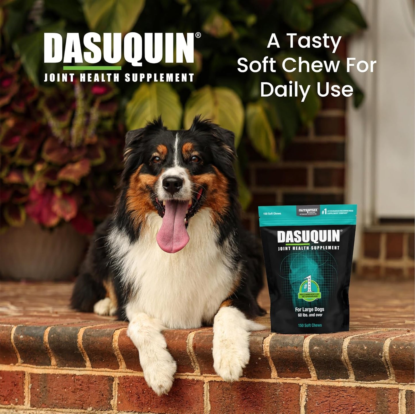 Nutramax Dasuquin for Large Dogs, Joint Health Supplement, Contains Glucosamine for Dogs, Plus Chondroitin, ASU and More, Supports Healthy Joints, Soft Chews, 150 Count