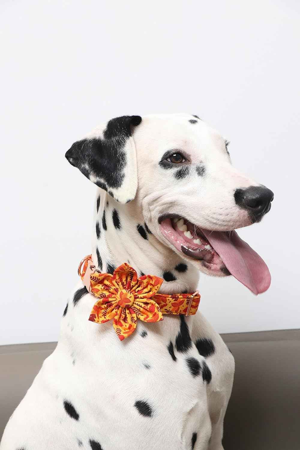 Lionet Paws Dog Collar with Flower - Cute Cotton Adjustable Flower Dog Collar with Metal Buckle for Medium Dog Girl Gift, M, Neck 13.5-22in