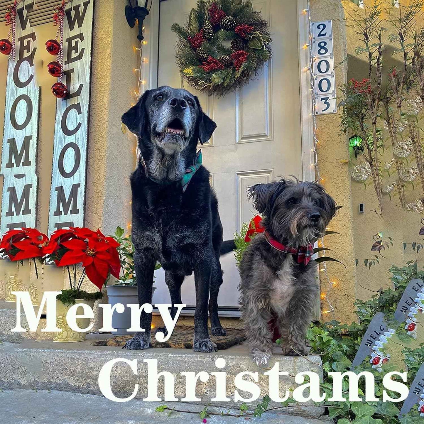 Unique style paws Dog Collar with Bow Tie Christmas Dog Collar for Small Medium Large Dogs with Adjustable Metal Buckle -M