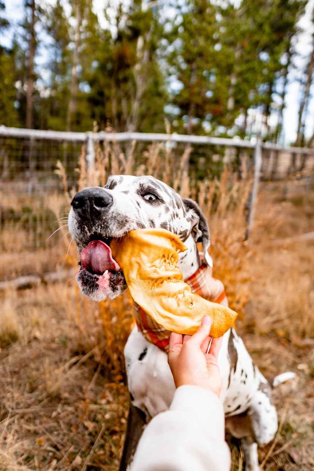 Redbarn Premium Cow Ears 4.2 Ounce 100% Natural Single-Ingredient Dog Chews - Rawhide Free Long Lasting Treats for Small to Large Dogs, Highly Digestible Dental Care Chew