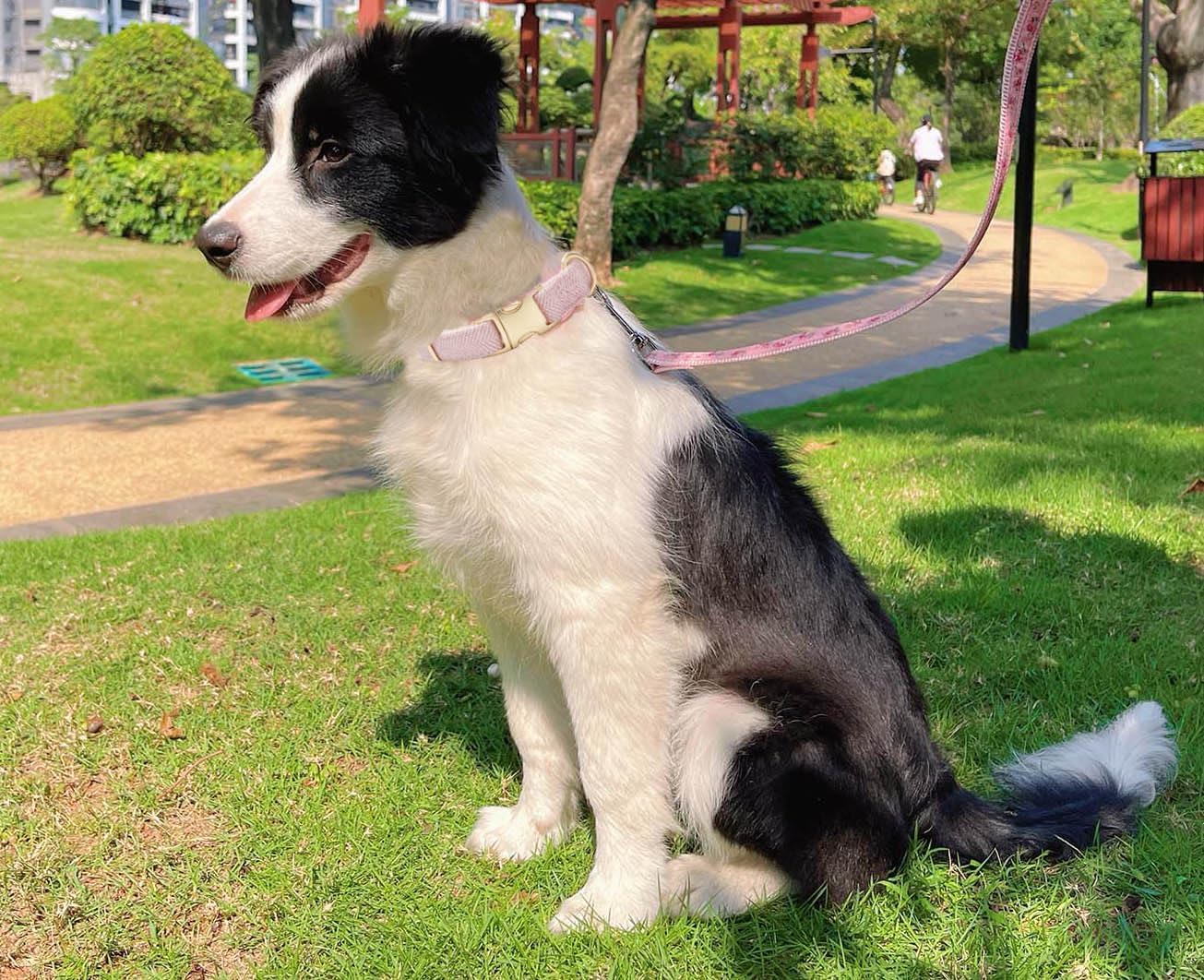 Soft Cotton Hemp Dog Collar with Metal Buckle Adjustable Twilled Dog Collars for Female Small Medium Large Dogs(Pink,Medium)