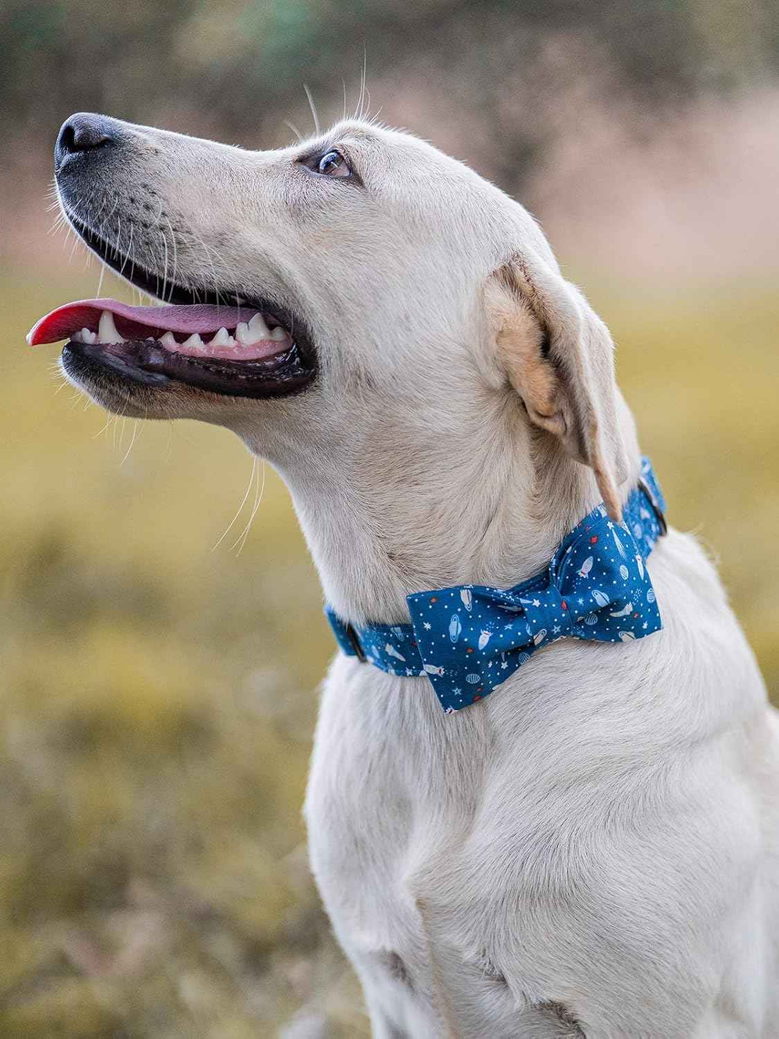 Elegant little tail Dog Collar with Bow, Cotton & Webbing, Bowtie Dog Collar, Adjustable Dog Collars for Small Medium Large Dogs and Cats