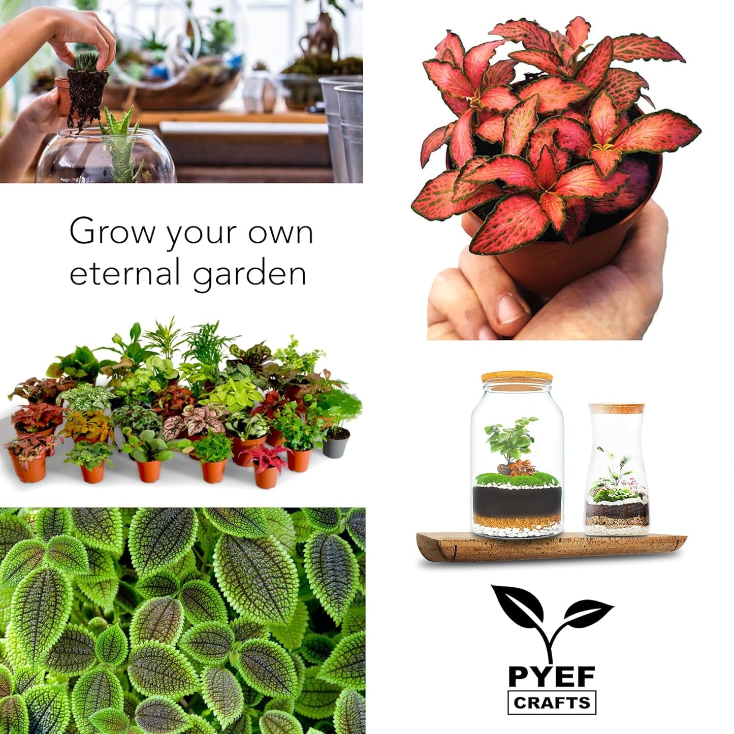 DIY Terrarium Kit for Plants – Build a Self‑Sustaining Closed Ecosystem – Supplies for Up to 68 oz (1‑2 Liter) – Succulents, Air Plants (Tillandsia), Fern – Jar Not Included