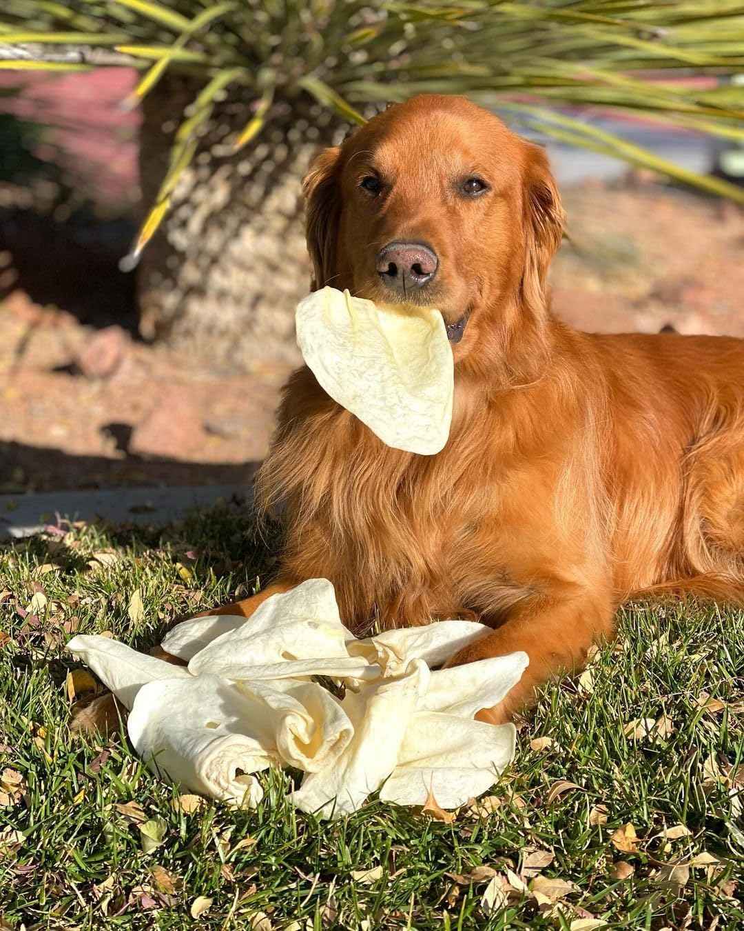 Redbarn Premium Cow Ears 4.2 Ounce 100% Natural Single-Ingredient Dog Chews - Rawhide Free Long Lasting Treats for Small to Large Dogs, Highly Digestible Dental Care Chew