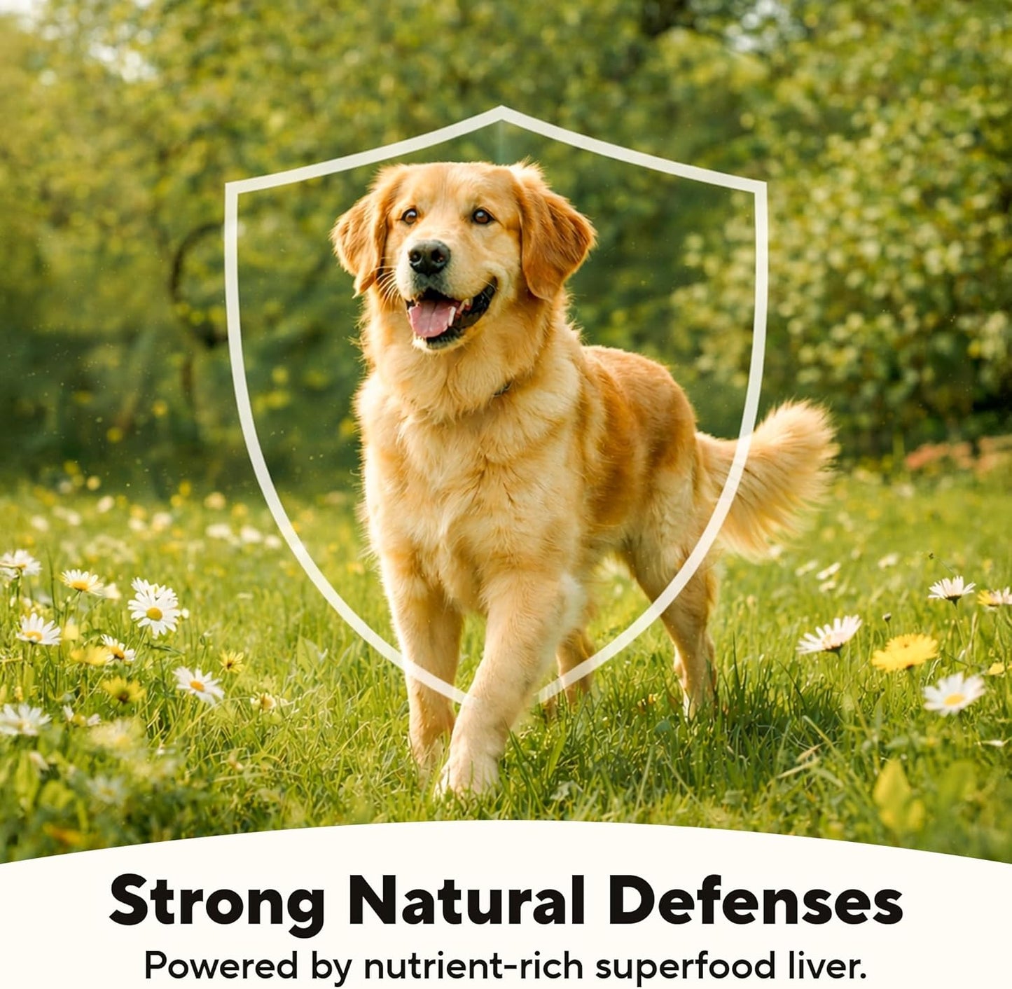 Dave's Pet Food Grain Free Wet Dog Food (95% Chicken & Chicken Liver), Made in USA Single-Source Protein, Limited Ingredients, 12.5 oz Cans (12 Pack)