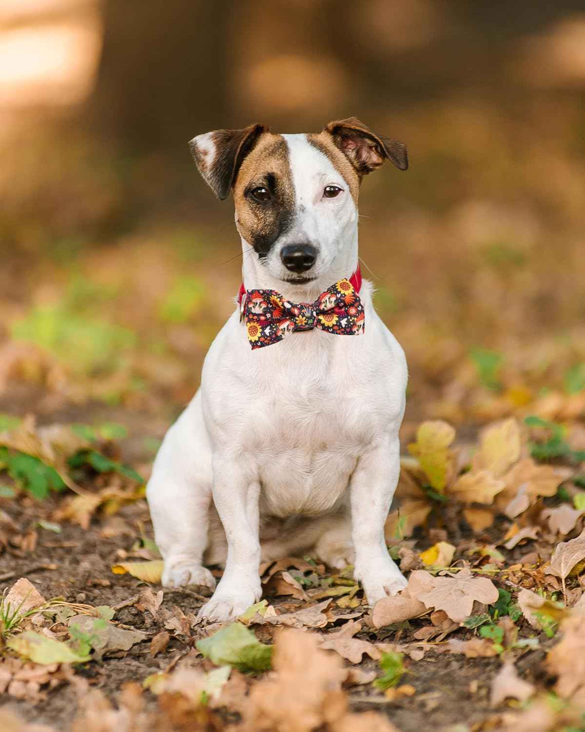 PET SHOW 10 Pack Fall Small Dog Bow Ties Sliding Collar Attachments Puppy Cats Autumn Bowties for Medium Dogs Pumpkin Maple Leaf Bowknots Holiday Party Pet Grooming Accessories(Small)