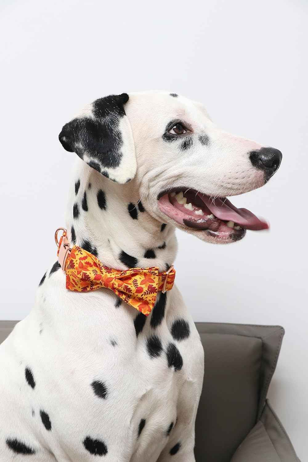 Lionet Paws Dog Collar with Bowtie - Cute Cotton Adjustable Fall Bowtie Dog Collar with Metal Buckle for Small Medium Large Dog Girl Boy Gift, L, Neck 16-24in