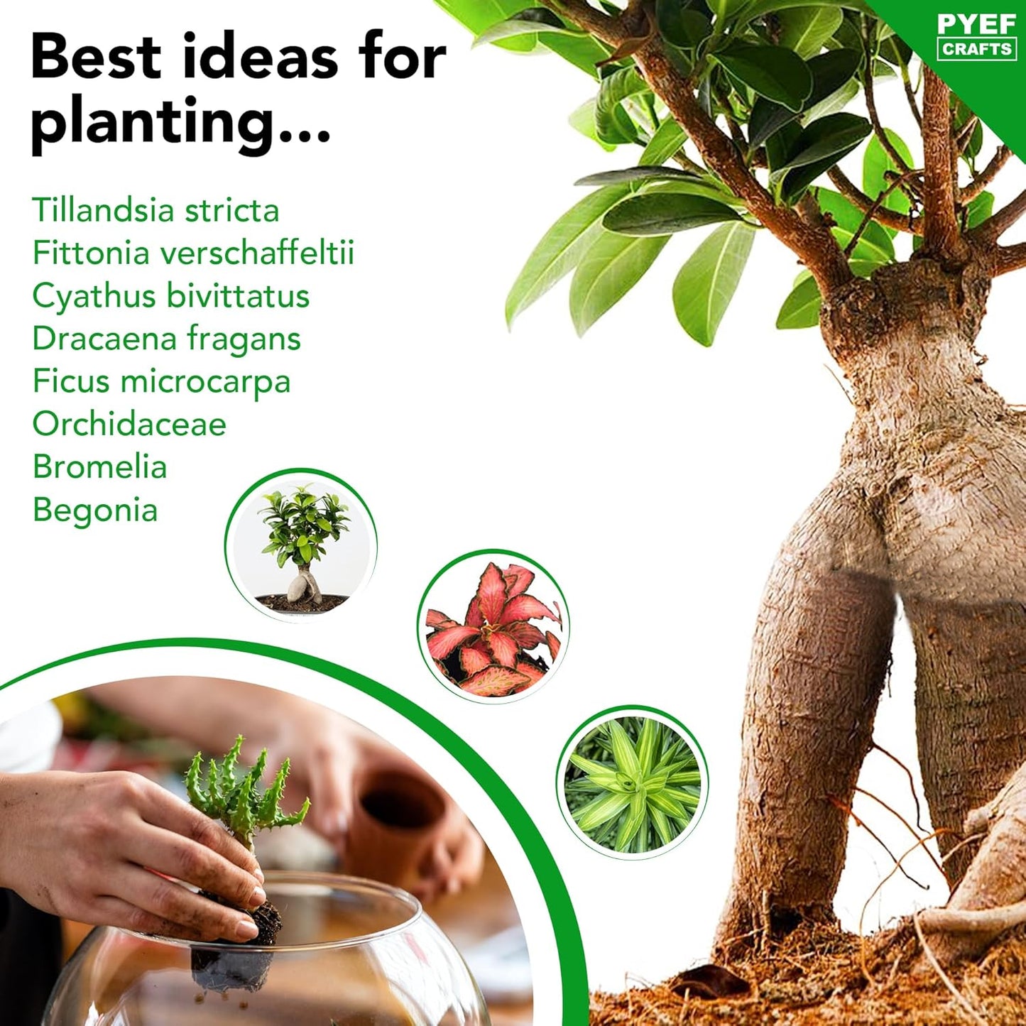 DIY Terrarium Kit for Plants – Build a Self‑Sustaining Closed Ecosystem – Supplies for Up to 68 oz (1‑2 Liter) – Succulents, Air Plants (Tillandsia), Fern – Jar Not Included