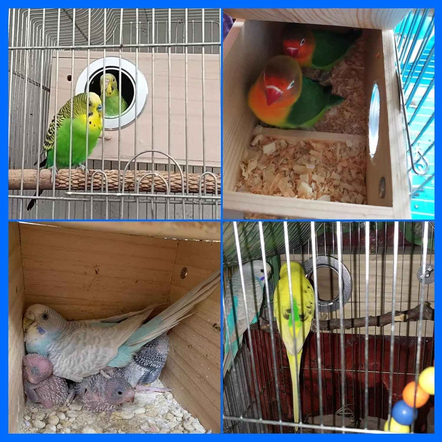 kathson Parakeet Nesting Box,Wood Budgie Nest House,Parrots Breeding Mating Boxes,Bird Nesting Box for Conure,Lovebirds,Finch,Canary,Small and Medium-Sized Birds（M）
