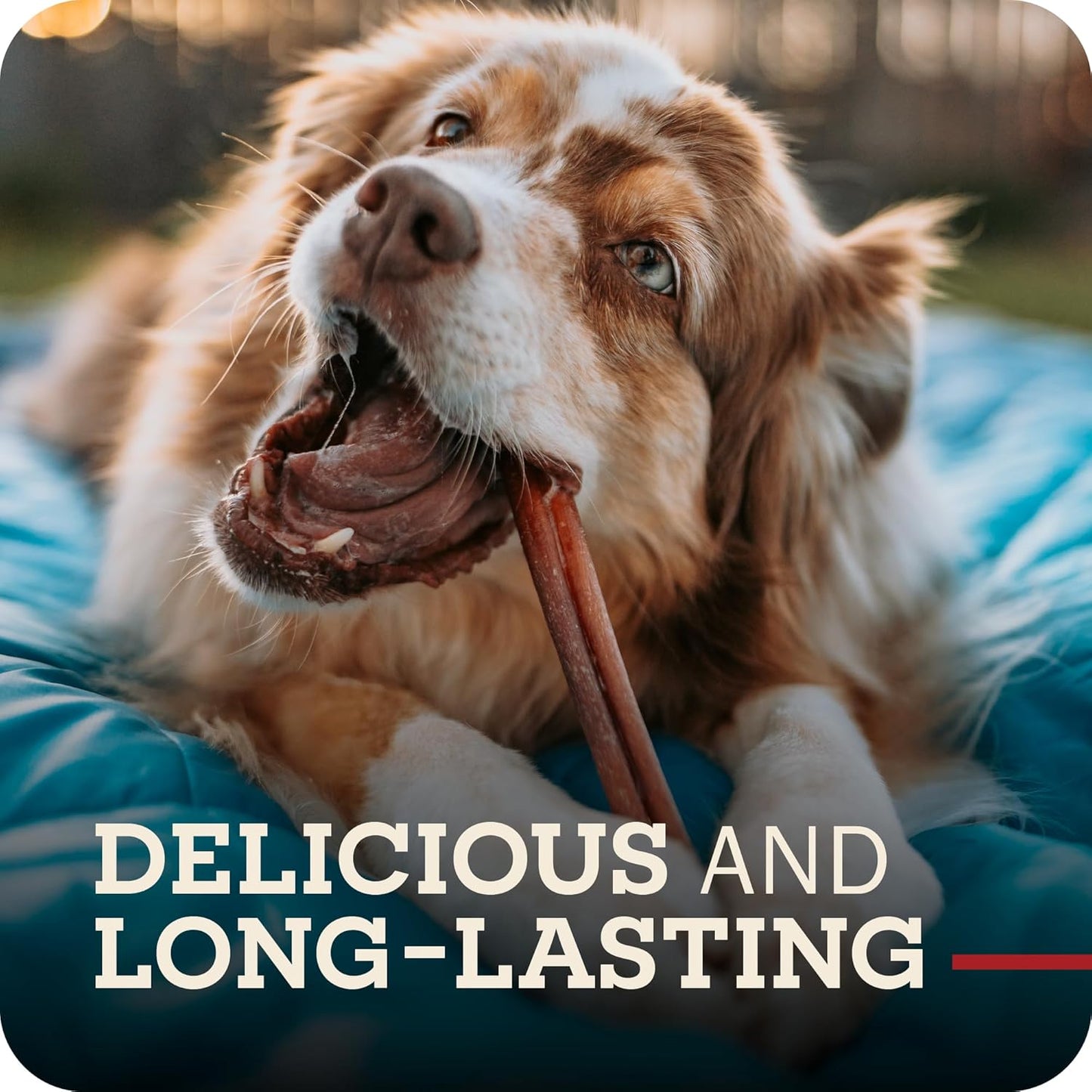 Redbarn Premium Bully Sticks for Dogs - 7 Inch, 6 Count - Long Lasting, Rawhide-Free, Slow Roasted, Low Odor & Highly Digestible, Single Ingredient Chews & All-Natural Dental Treats for Chewers