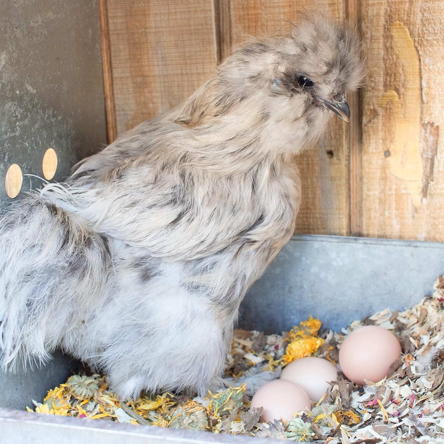 Pampered Chicken Mama Floral Nesting Herbs for Chickens (16 Ounces/1 Pound) | Relaxation Blend for Chick Brooder Box, Chicken Coop Bedding | Scent of Spring