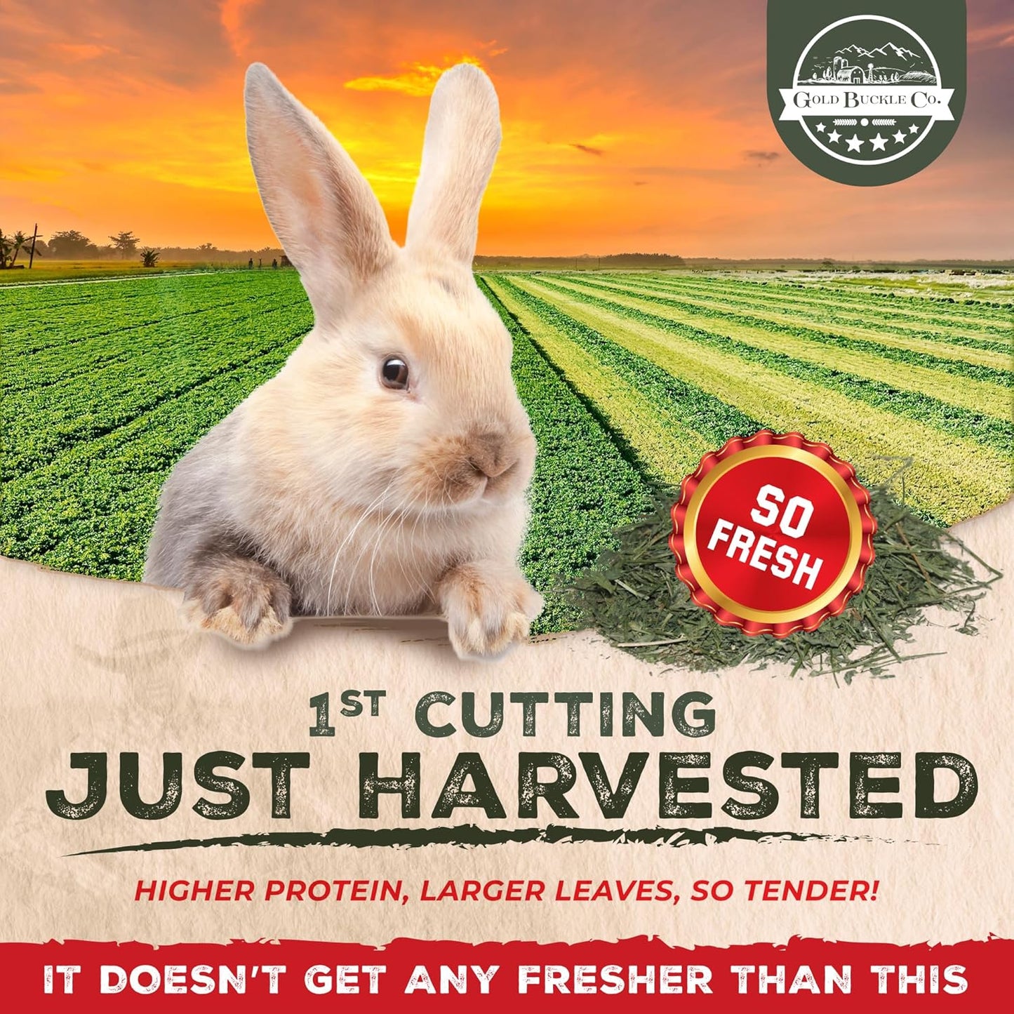 10lb Freshly Dried Organic Alfalfa Hay for Guinea Pigs, Rabbits, Chinchillas, Goats, Hamsters & Ferrets, Small Animal Food Rich in Protein & Fiber, Hand-Selected, Hand sorted, USA Grown